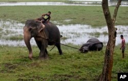 An Indian forest official rides an elephant and pulls the carcass of a female one-horned rhino killed in the recent flood situation in northeastern state of Assam, at Pobitora Wildlife Sanctuary, about 55 kilometers (34 miles) east of Gauhati, India, Sund