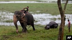 Seorang pejabat kehutanan India mengendarai seekor gajah dan menarik bangkai badak betina bercula satu yang tewas akibat banjir di Suaka Margasatwa Pobitora, negara bagian Assam, sekitar 55 kilometer (34 mil) timur Gauhati, India. (Foto: dok). 