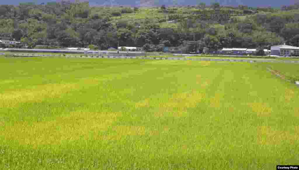 罗东出口日本的有机稻米就在这里生产(花莲县政府农业处提供)
