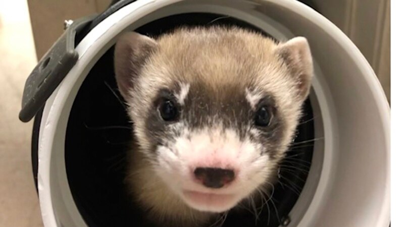 US Scientists Announce First Successful Clone of Endangered Animal