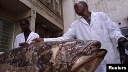 National Museum of Kenya researchers with Coelacanth caught by fishermen in Malindi, November 2001.