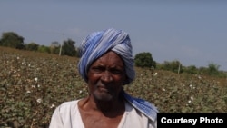 A smallholder farmer in his Bt cotton field in southern India. A new study shows Bt technology contributes to higher crop yields and profits. (Matin Qaim)