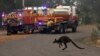 El estado más poblado de Australia declaró el jueves su segundo estado emergencia en meses, mientras que el calor extremo y los fuertes vientos avivaron más de 100 incendios forestales, incluyendo tres grandes incendios en las puertas de Sídney. Foto AP.