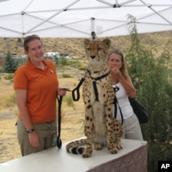 Tango, a five-year-old cheetah, can earn up to $8,000 a day for appearing in television commercials.