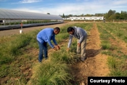 Graduate students examine teff grass at the Nevada Agriculture Experiment Station at the University of Nevada-Reno. The research team is also working on genetic and agronomic field crop and soil management approaches to make the stems less prone to breaking. (Credit: Whip Villarreal)