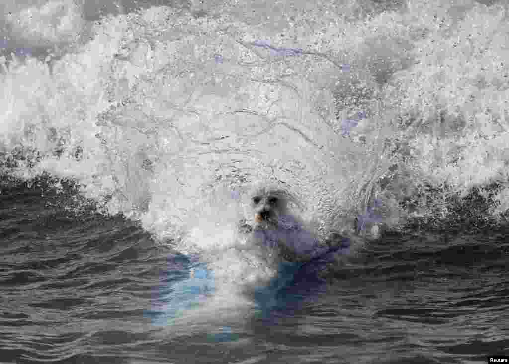 Seekor anjing ikut lomba selancar anjing di pantai Huntington, California, AS. 