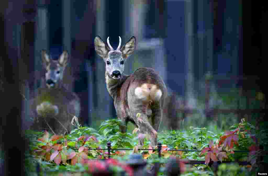 Deer stand between tombstones at the central cemetery ahead of All Saints Day in Vienna, Austria.