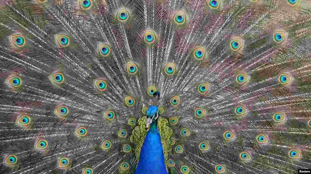 طاووسی در یک پارک ملی در لندن، توجه بازدید کنندگان را به خود جلب کرده است