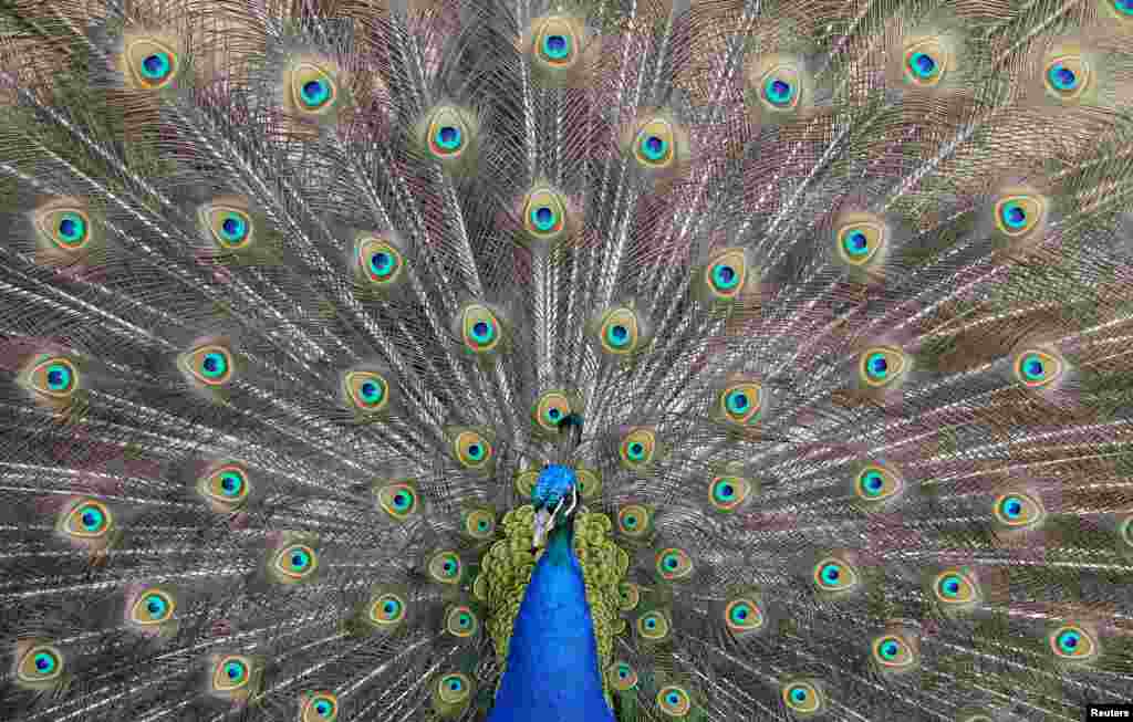 A peacock displays his plumage as part of a courtship ritual to attract a mate, at a park in London, Britain.