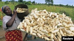 A subsistence farmer stacks her crop of maize in Chivi, southeast of the capital Harare, Zimbabwe, April 1, 2012. 