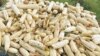 UN Food Expert Asks Malawi to Reconsider Farm Subsidies
