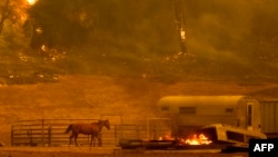 A horse runs by a stall as flames from the Hennessey approach a property in the Spanish Flat area of Napa, California on August 18, 2020.