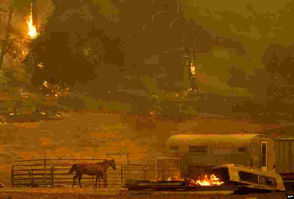 A horse runs by a stall as flames from the Hennessey approach a property in the Spanish Flat area of Napa, California, Aug. 18, 2020.&nbsp;Dozens of fires are burning out of control throughout Northern California as fire resources are spread thin.