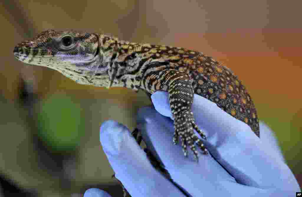 A keeper shows a baby komodo dragon at Indonesian Safari Park in Cisarua, West Java.&nbsp;The baby komodo dragon is one of the 21 hatched last week at the park.