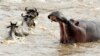Plus de 100 hippopotames retrouvés morts en Namibie