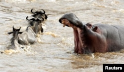 FILE - A hippopotamus opens its mouth as wildebeests cross the Mara river during a migration in the Masaai Mara game reserve, 270 km (165 miles) southwest of capital Nairobi, Aug. 25, 2010.