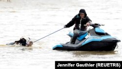 Cows that were stuck in a flood are rescued by a group of people after rainstorms hit the western Canadian province of British Columbia, starting landslides and floods, closing highways, in Abbotsford, British Columbia on Canada November 16, 2021. (REUTERS/Jennifer Gauthier)