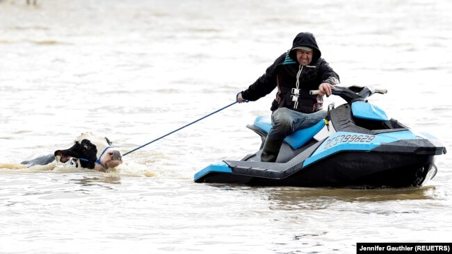 Cows that were stuck in a flood are rescued by a group of people after rainstorms hit the western Canadian province of British Columbia, starting landslides and floods, closing highways, in Abbotsford, British Columbia on Canada November 16, 2021. (REUTERS/Jennifer Gauthier)