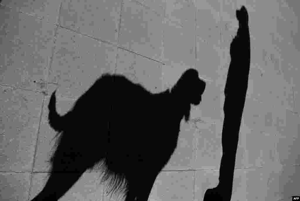 چلی کی پولیس کے مطابق تربیت کے بعد کتے انسان کو سونگھ کر یہ بتائیں گے کہ وہ شخص کرونا سے متاثر ہے یا نہیں۔ 