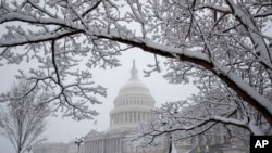 Snow clings to a Chinese dogwood tree as flurries come down at the U.S. Capitol in Washington, March 21, 2018. 