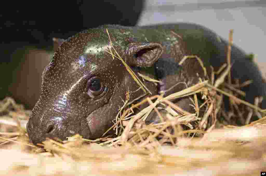 A two-week-old pygmy hippopotamus (Choeropsis liberiensis) rests in the hippopotamus enclosure in Nyiregyhaza Animal Park in Nyiregyhaza, 227 kms east of Budapest, Hungary.