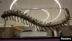 The fossilized tail of a sauropod of the Atlasaurus imelakei species is displayed at the lobby of the BBVA Bancomer tower in Mexico City, Jan. 16, 2018.