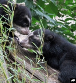 These Andean bear cubs, born in January 2010, were the first to be born at the National Zoo in 22 years.