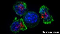 Killer T cells surround a cancer cell. (NIH)