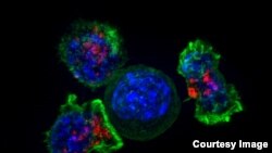 Killer T cells surround a cancer cell. (NIH)