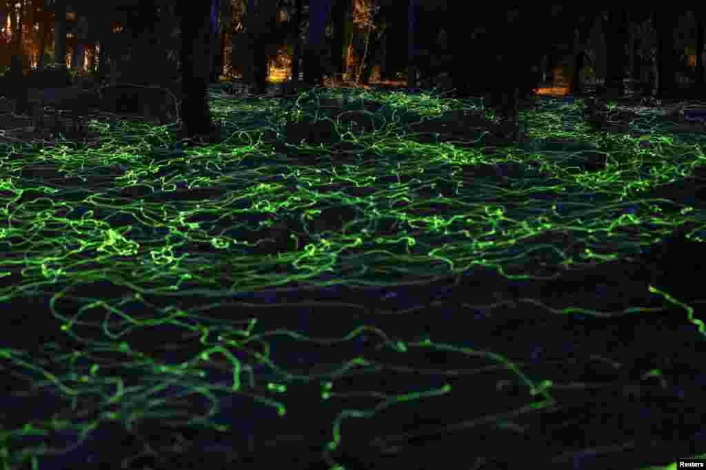 Fireflies light up inside a forest at Pitrufquen area, Temuco, Chile.