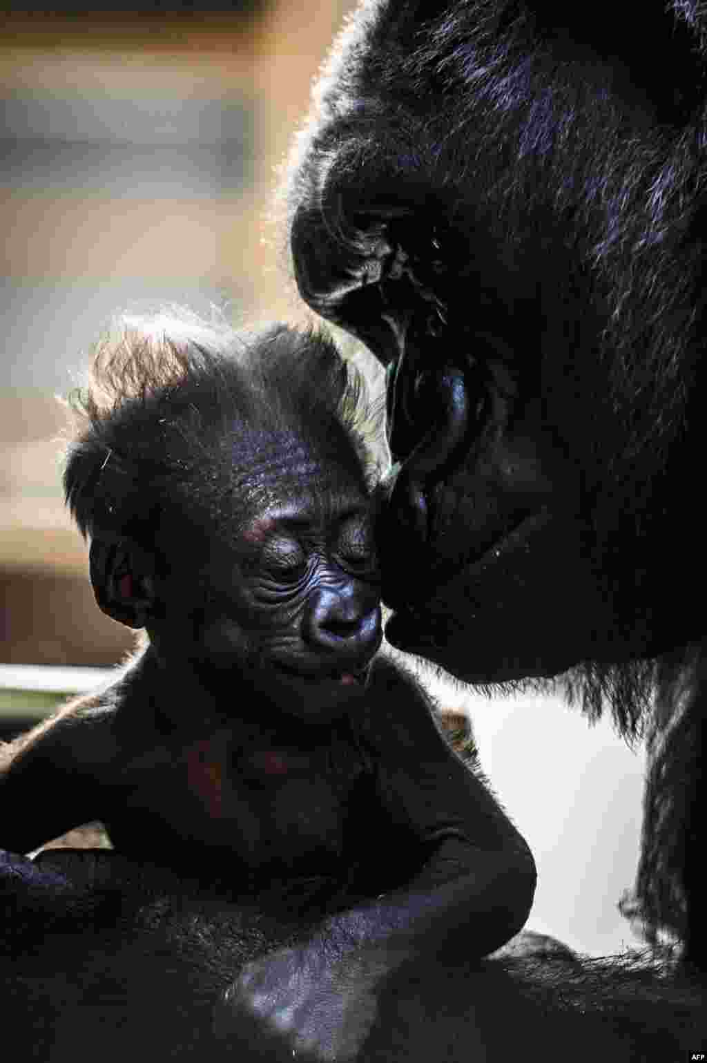 Female gorilla Gypsy holds her four-week-old first baby at the zoological park of Saint-Martin-la-Plaine, France.