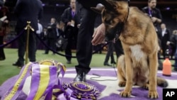 Rumor, a German shepherd, looks down at her ribbons after winning Best in Show at the 141st Westminster Kennel Club Dog Show, Feb. 15, 2017.