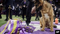 Rumor, a German shepherd, looks down at her ribbons after winning Best in Show at the 141st Westminster Kennel Club Dog Show, Feb. 15, 2017.