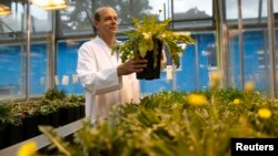 Dirk Pruefer checks dandelions at a greenhouse at the Fraunhofer Institute for Molecular Biology and Applied Ecology (IME) in Muenster August 14, 2014. Research teams are competing across the world to breed a type of dandelion with milky fluid to produce rubber particles. (REUTERS/Ina Fassbender)