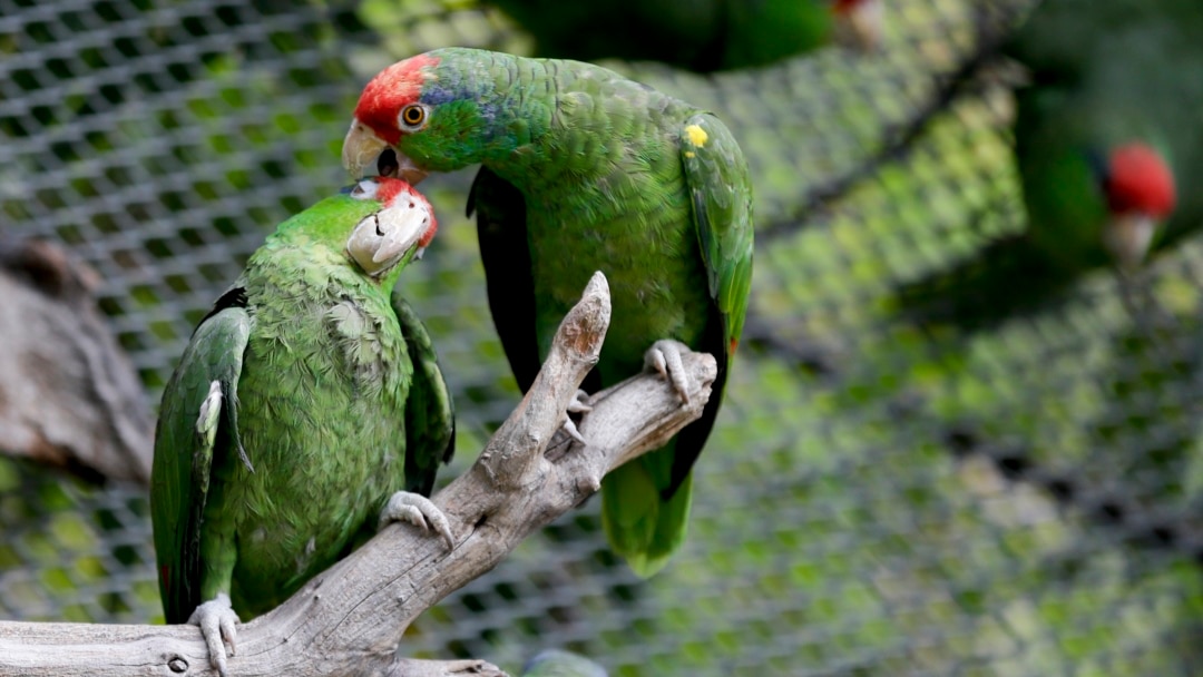 burung nuri hijau