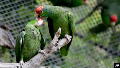 Burung Nuri Kepala Merah Imigran Gelap As Yang Tak Picu Keributan