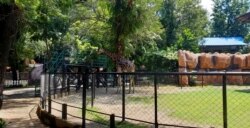 Kondisi kandang Jerapah di Kebun Binatang Surabaya saat penutupan (Foto: VOA/ Petrus Riski).