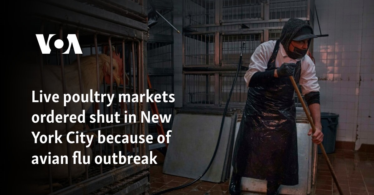 Live poultry markets ordered shut in New York because of avian flu outbreak