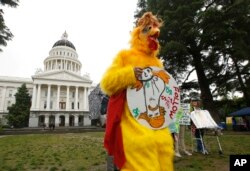Dressed as the "Real Chicken Don," Shawn Frye joins others in calling for President Donald Trump to release his tax returns, at the Capitol in Sacramento, Calif., April 12, 2017.Tax March Sacramento activists planned to join others in a protest on Tax Day, April 15.