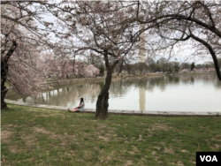 A woman sits on the ground as she is surrounded by blooming cherry trees along Washington's Tidal Basin. (Photo by Susan Shand)