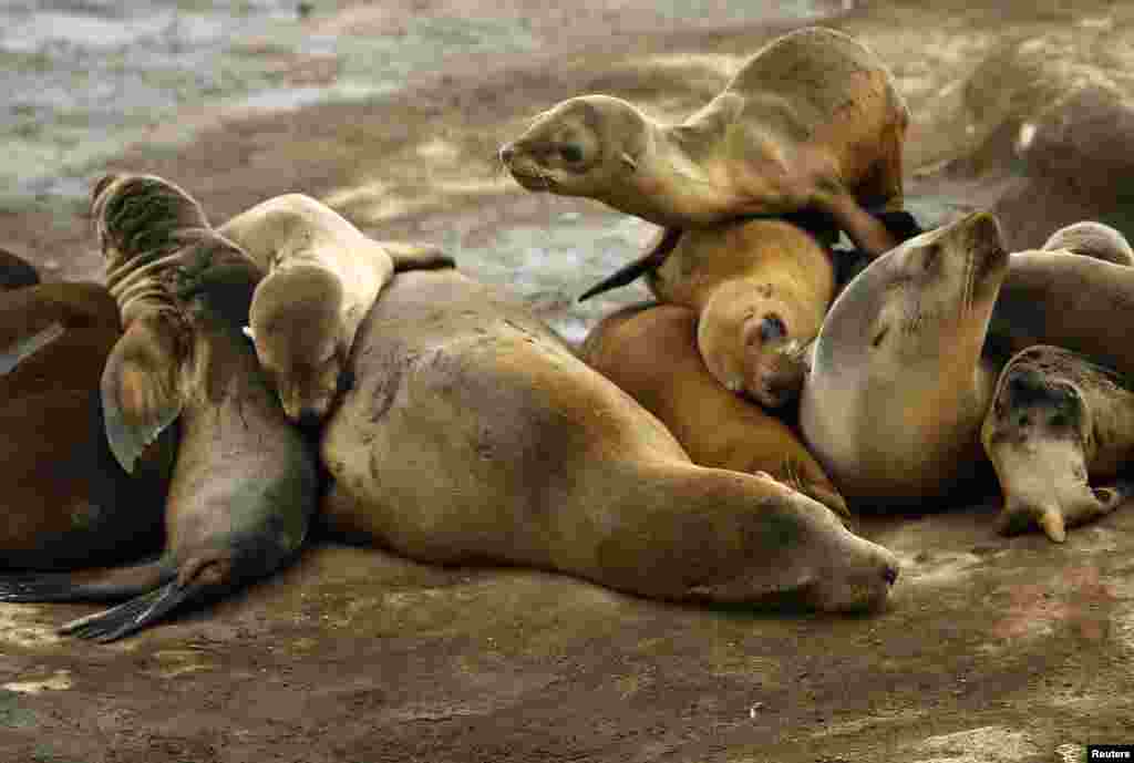 A seal pup climbs on the top of a pile of sleeping mothers and pups looking for a place to sleep along the rocky shoreline in La Jolla, California, Jan. 20, 2015.