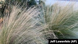 Jeff Lowenfels of the AP suggests that you can do some new things in your garden in 2022 to help your neighbors and the environment.