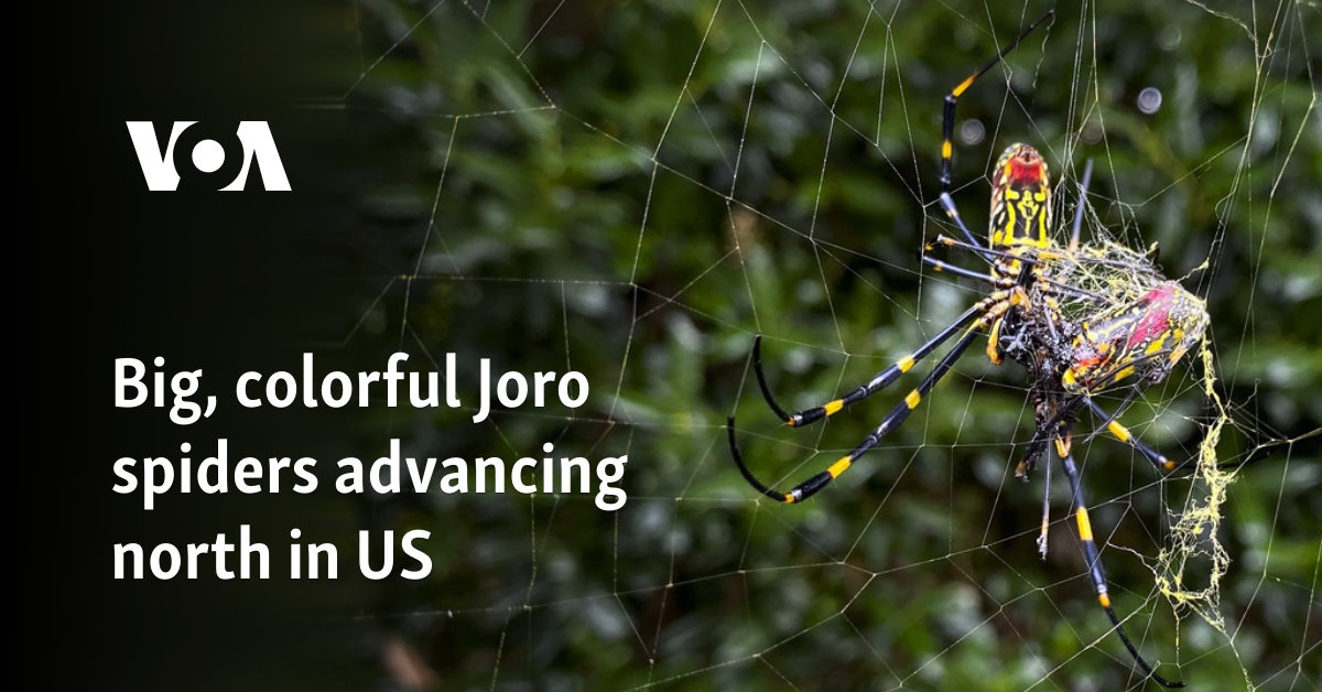 Big, colorful Joro spiders advancing north in US