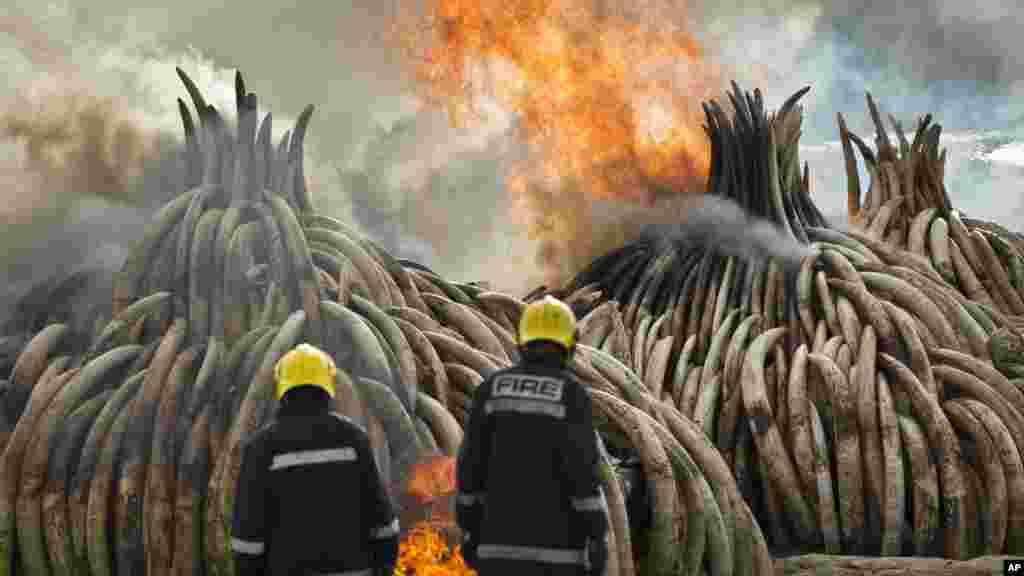 Des tonnes d&#39;ivoires incinérées en public, à Nairobi, le 30 avril 2016.