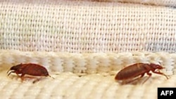 Rệp thường ẩn náu trên hoặc chung quanh giường, ghế ngồi, mùng màn và quần áo