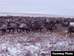 Reindeer are the most numerous animals in Pleistocene Park, where death rates among these species are low. (Credit: Pleistocene Park)