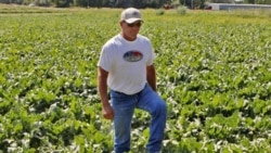 A farmer walks through a field of Roundup sugar beets grown on private land near Longmont, Colorado in this photo from 2006.