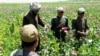 Afghanistan: Sản lượng thuốc phiện sút giảm do dịch bệnh vụ mùa