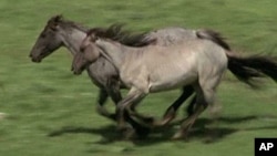 Critics Protest Capture of Wild Horses