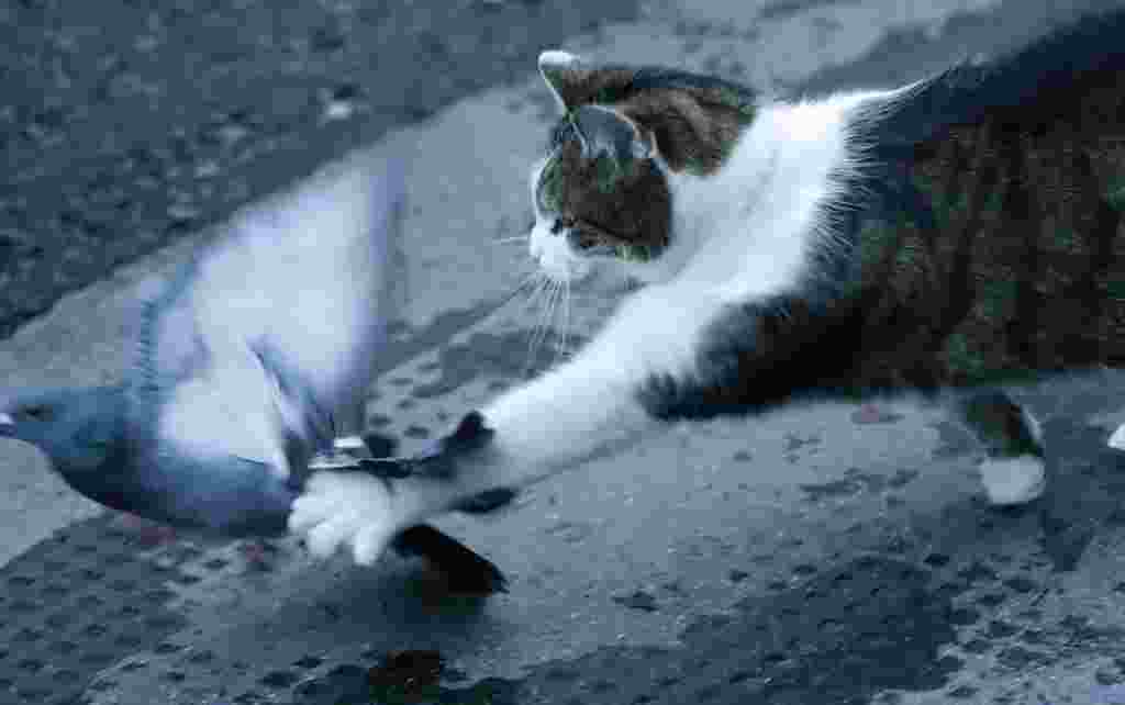 Larry the cat, Chief Mouser to the Cabinet Office, catches a pigeon as journalists await results of the Brexit trade deal in Downing Street in London.